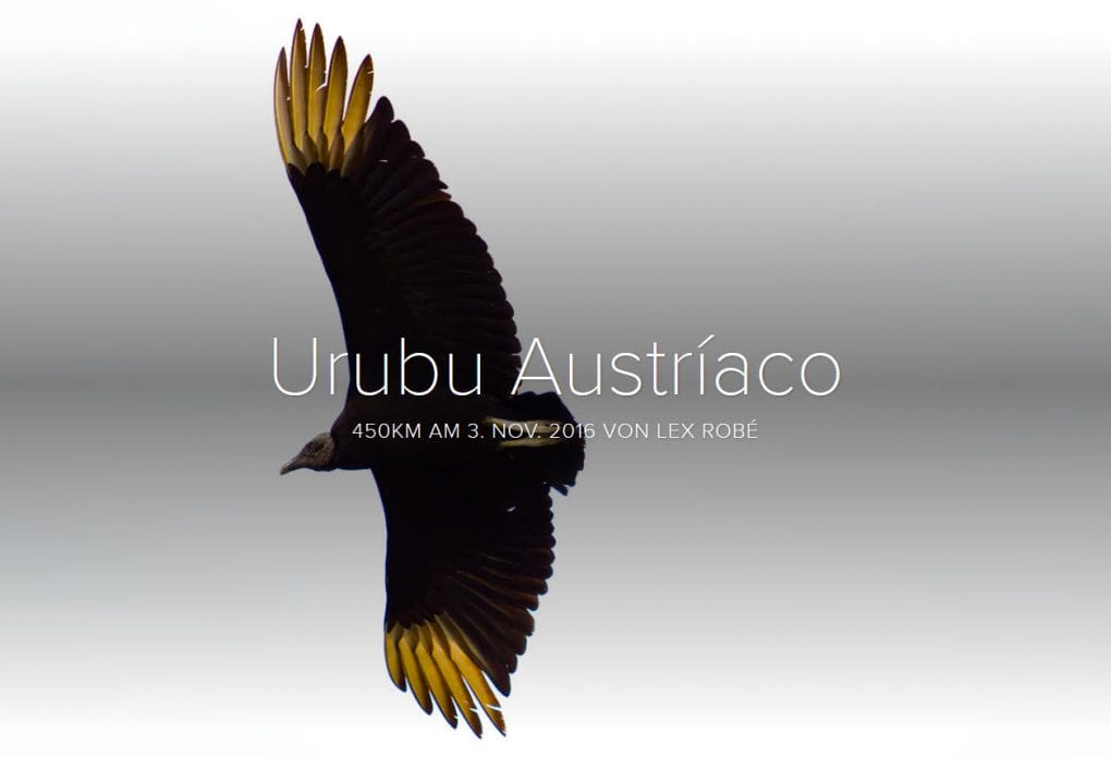 urubu_austriaco